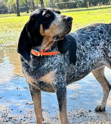 Enlarge Shadow (TX), a ADOPTABLE Bluetick Coonhound in Terrell, TX image 4/5