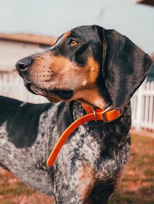 Enlarge Shadow (TX), a ADOPTABLE Bluetick Coonhound in Terrell, TX image 2/5
