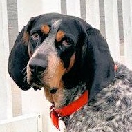 Enlarge Shadow (TX), a ADOPTABLE Bluetick Coonhound in Terrell, TX image 1/5