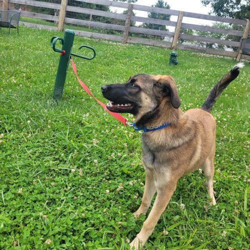 Coco 5798 D, Adoptable, Puppy Female German Shepherd Dog & Mixed Breed.