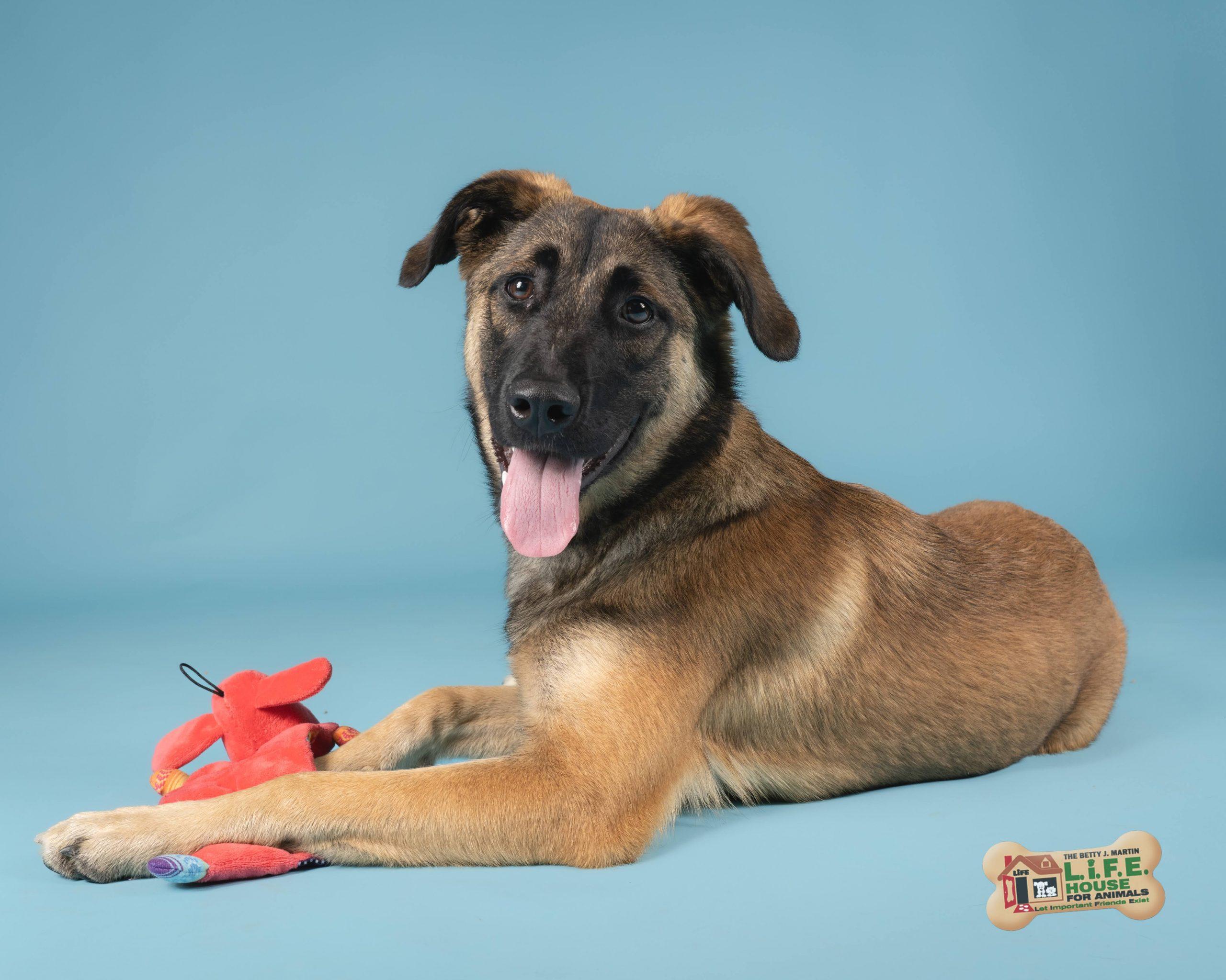 Coco 5798 D, a Adoptable mixed breed in Frankfort, KY image 2/6