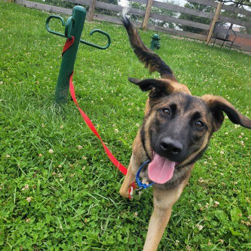 Coco 5798 D, a Adoptable mixed breed in Frankfort, KY image 3/6