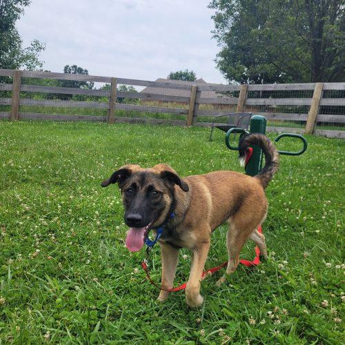 Coco 5798 D, a Adoptable mixed breed in Frankfort, KY image 4/6