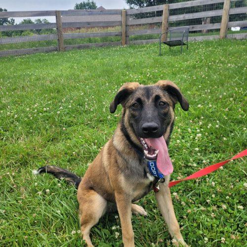 Coco 5798 D, a Adoptable mixed breed in Frankfort, KY image 5/6