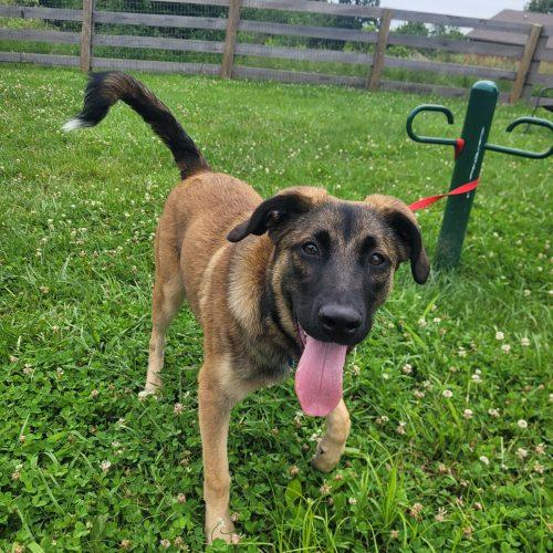 Coco 5798 D, a Adoptable mixed breed in Frankfort, KY image 6/6