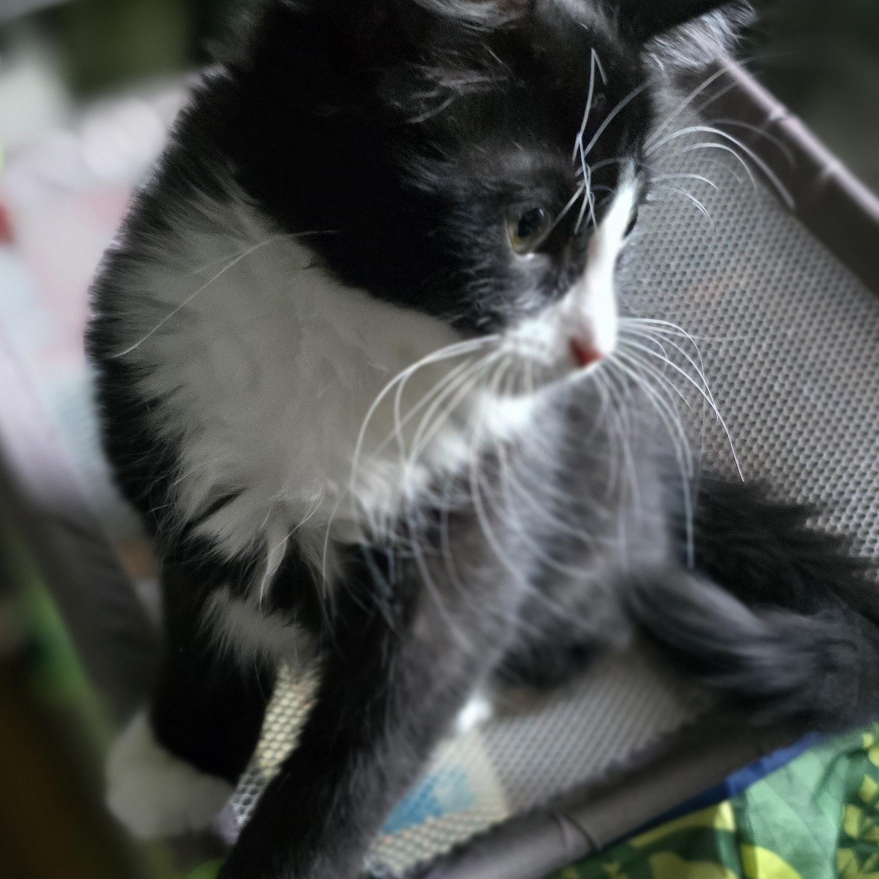 Enlarge Valentina, an adoptable Domestic Short Hair in Eagan, MN image 2/6