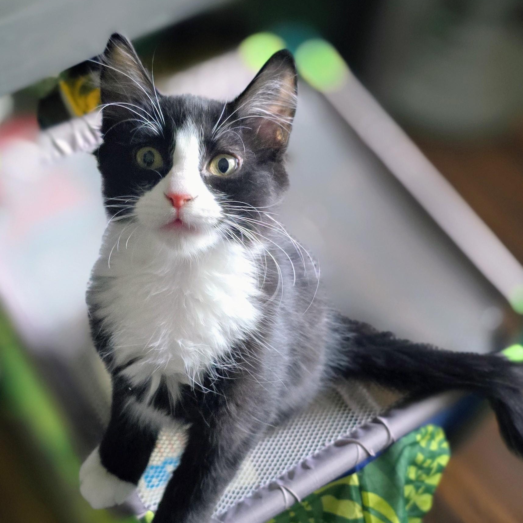 Valentina, adoptable, Kitten Female Domestic Short Hair.