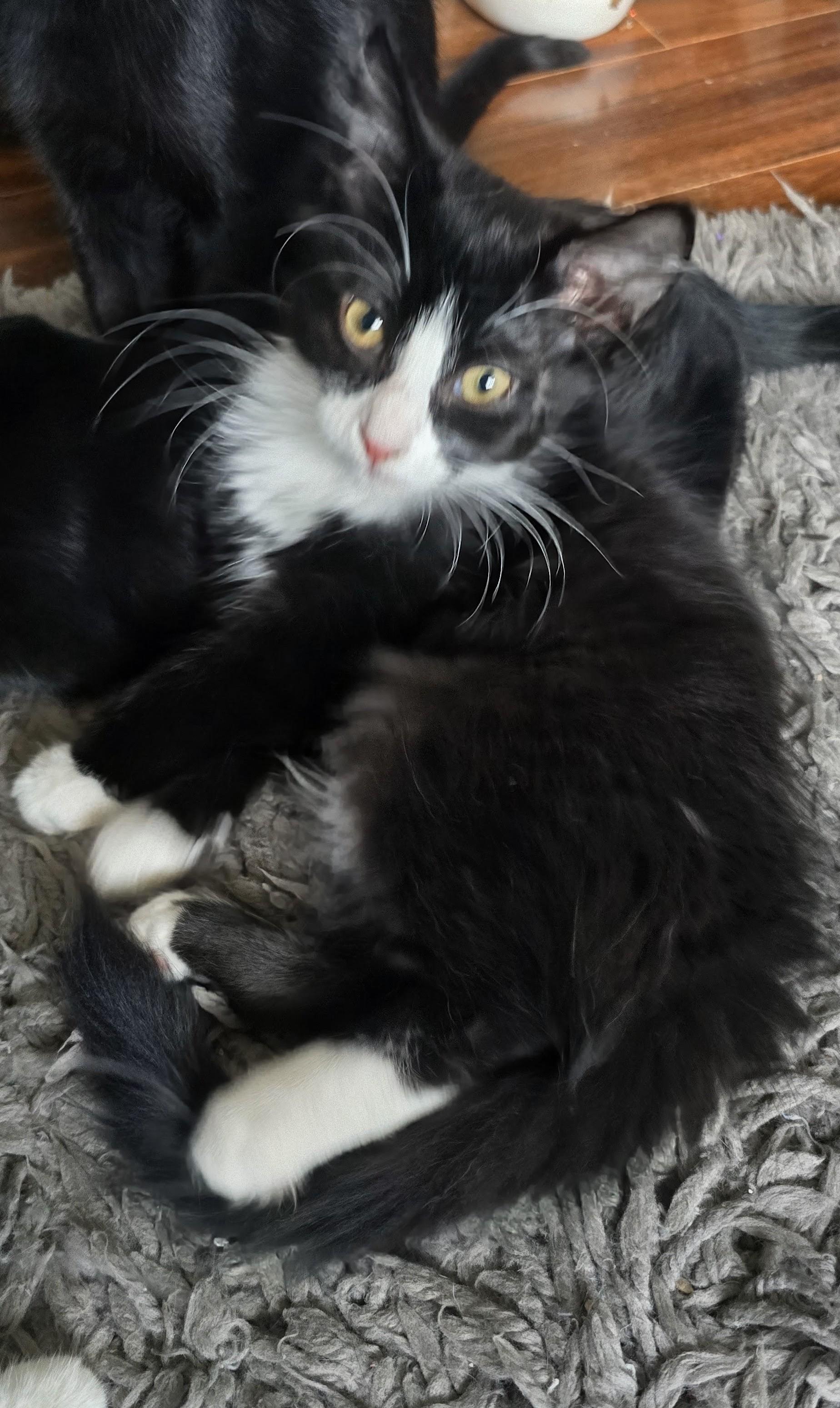 Enlarge Valentina, an adoptable Domestic Short Hair in Eagan, MN image 3/6