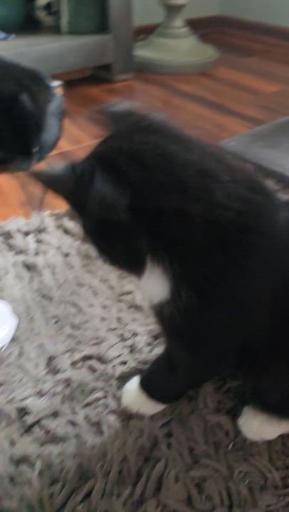 Enlarge Valentina, an adoptable Domestic Short Hair in Eagan, MN video 5/6