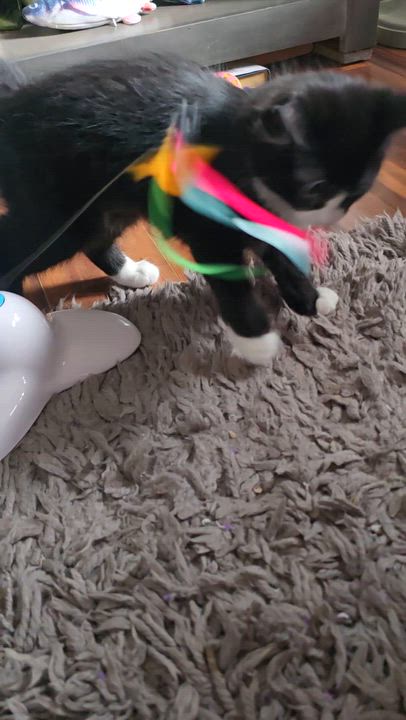 Enlarge Valentina, an adoptable Domestic Short Hair in Eagan, MN video 6/6