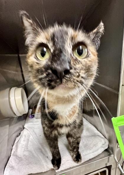 Clementine, an adopted Domestic Short Hair in Athens, GA image 5/5