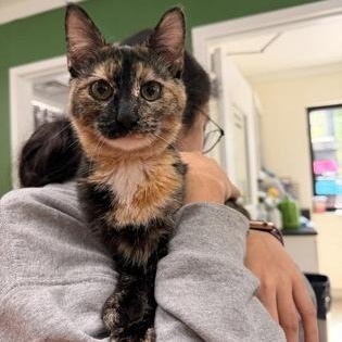 Clementine, an adopted Domestic Short Hair in Athens, GA image 3/5