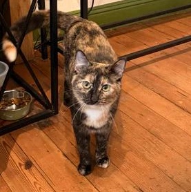 Clementine, adopted, Young Female Domestic Short Hair.