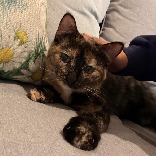 Clementine, an adopted Domestic Short Hair in Athens, GA image 2/5