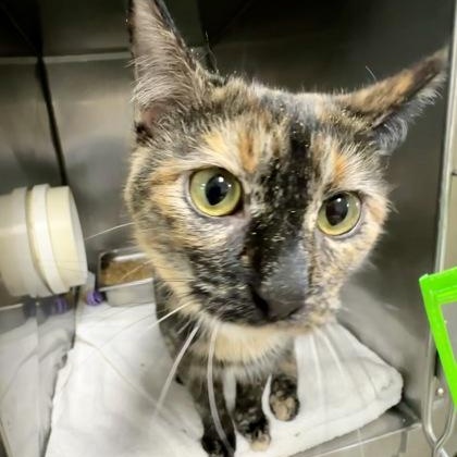 Clementine, an adopted Domestic Short Hair in Athens, GA image 4/5