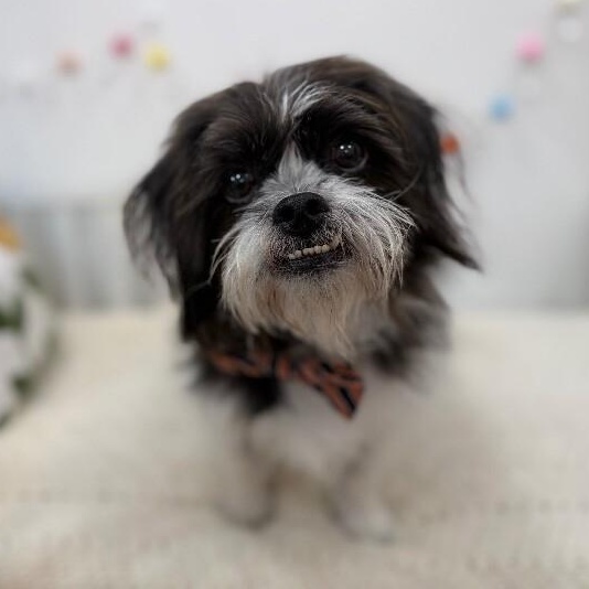 Oreo scruffmuffin — thumbnail 4