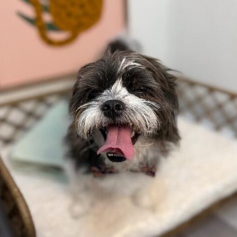 Oreo scruffmuffin — thumbnail 5