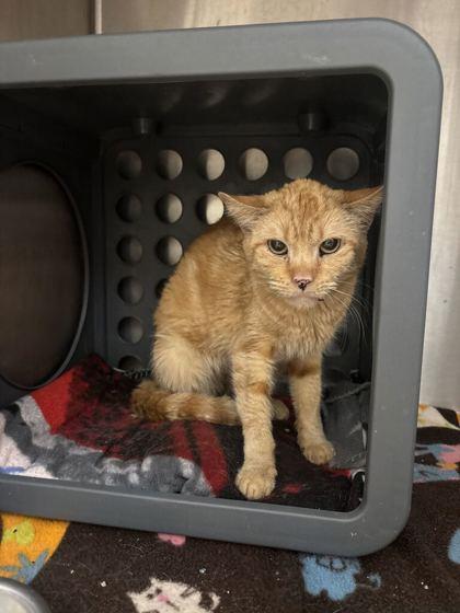 Enlarge Pikachu (E31), a Adoptable mixed breed in Lafayette, IN image 1/3