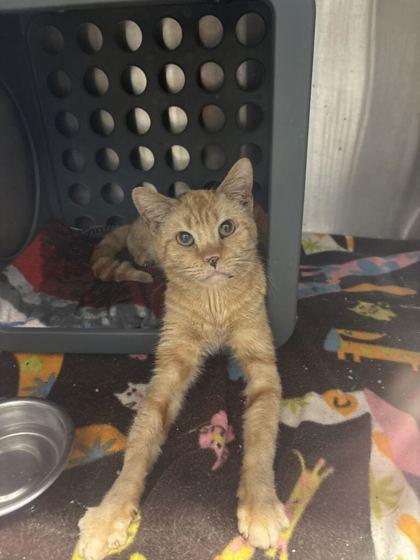 Enlarge Pikachu (E31), a Adoptable mixed breed in Lafayette, IN image 2/3