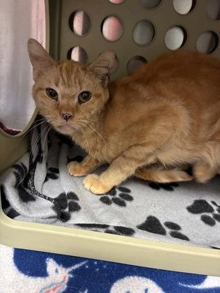 Enlarge Pikachu (E31), a Adoptable mixed breed in Lafayette, IN image 3/3