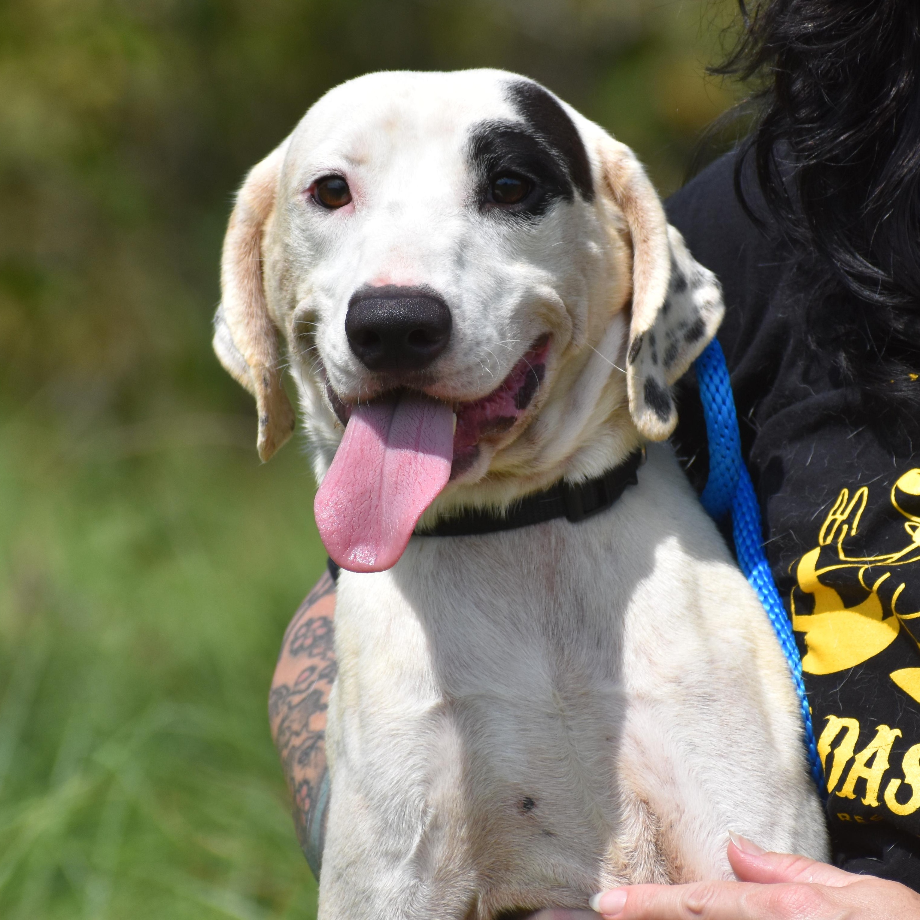 Enlarge Tumblr, a Adoptable Pointer in Brooklyn, NY image 3/4