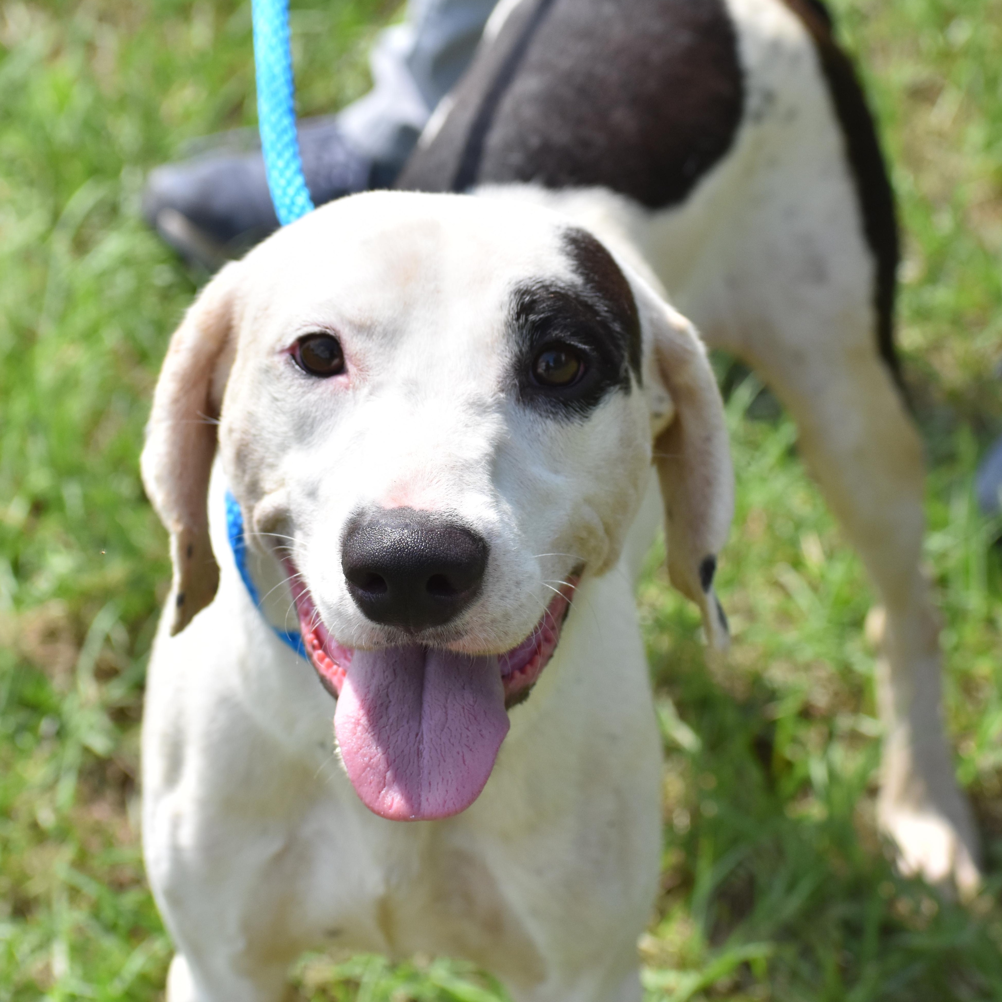 Enlarge Tumblr, a Adoptable Pointer in Brooklyn, NY image 4/4