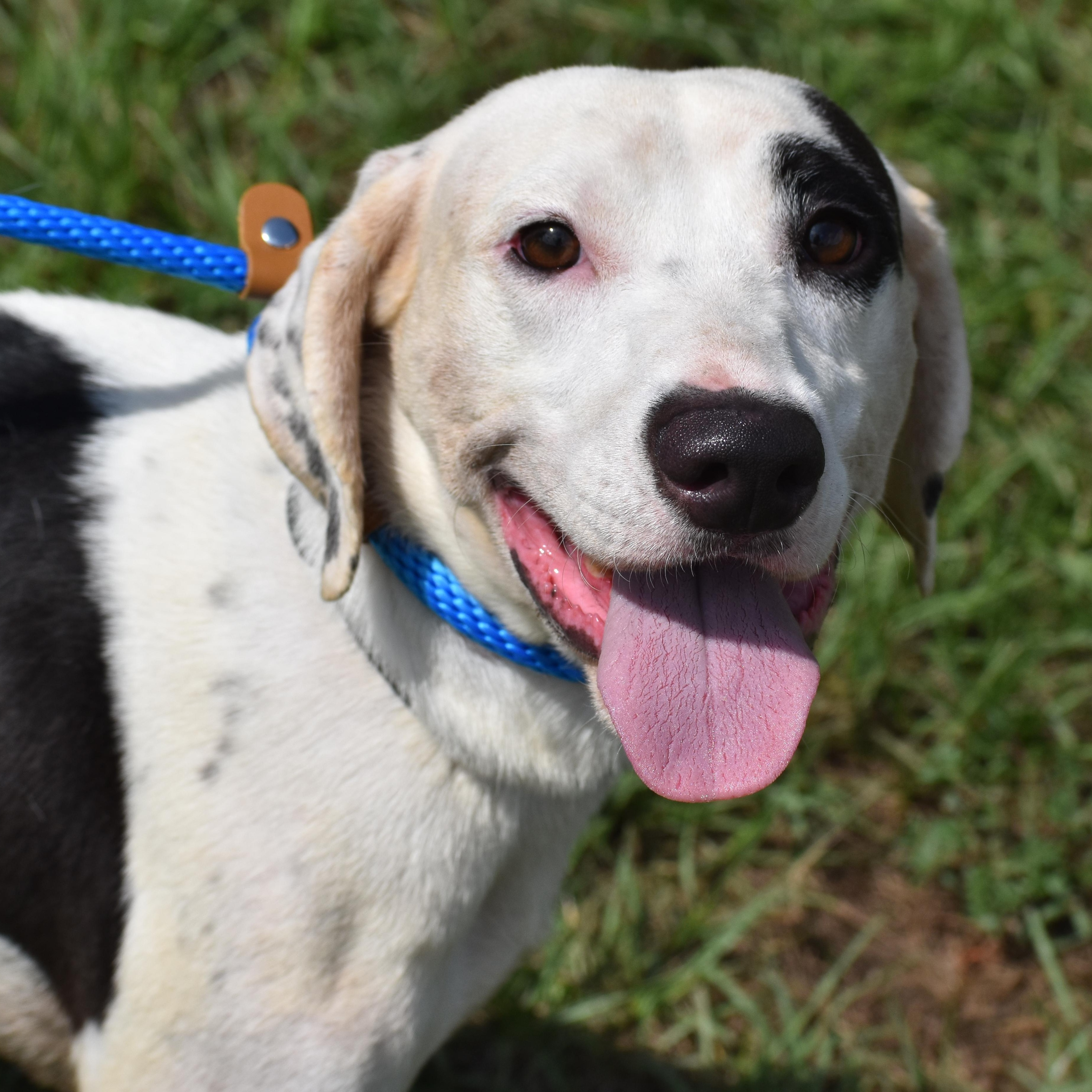 Enlarge Tumblr, a Adoptable Pointer in Brooklyn, NY image 2/4