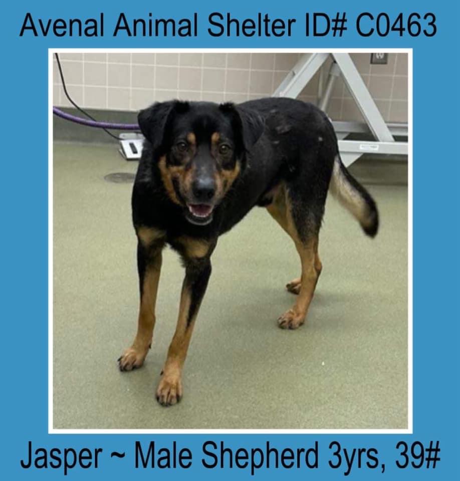 Enlarge Jasper, a Adoptable Shepherd in Avenal, CA image 1/1