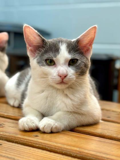 Ham, Adoptable, Kitten Male Domestic Short Hair & Domestic Short Hair.