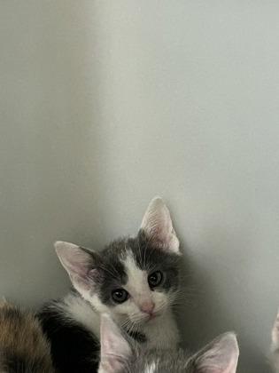Ham, Adoptable, Kitten Male Domestic Short Hair & Domestic Short Hair.