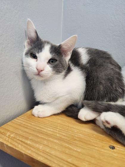 Ham, a Adoptable mixed breed in Cumming, GA image 2/2