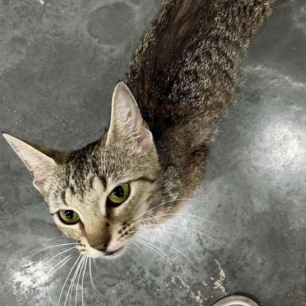 Lynx, a Adoptable Domestic Short Hair in Fairmont, WV image 1/4