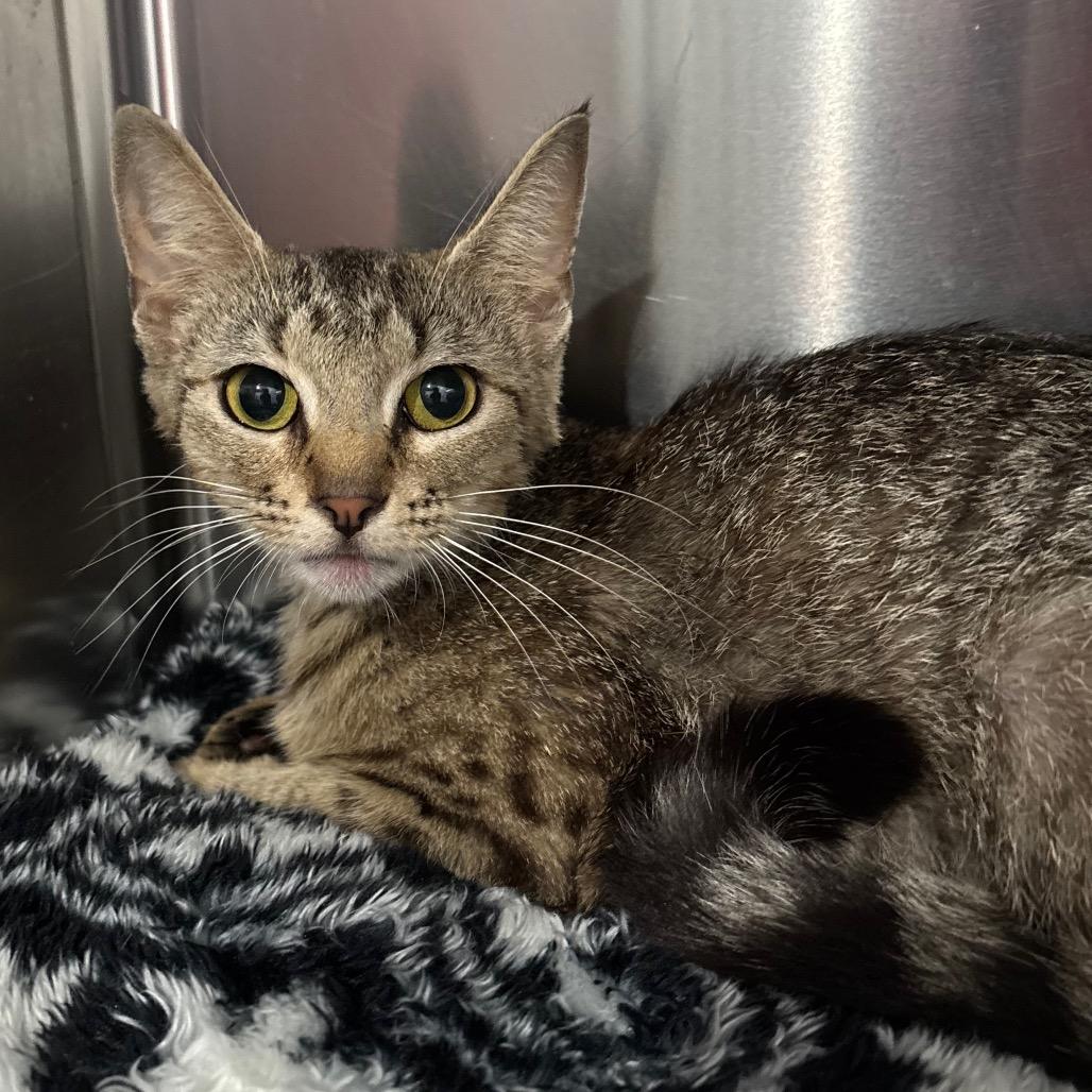 Lynx, a Adoptable Domestic Short Hair in Fairmont, WV image 2/4
