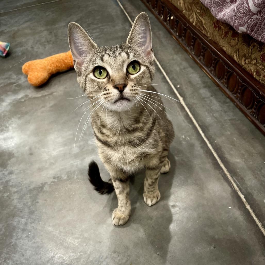 Lynx, a Adoptable Domestic Short Hair in Fairmont, WV image 3/4