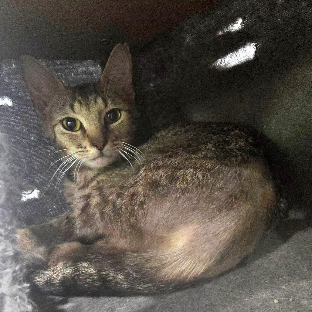 Lynx, a Adoptable Domestic Short Hair in Fairmont, WV image 4/4