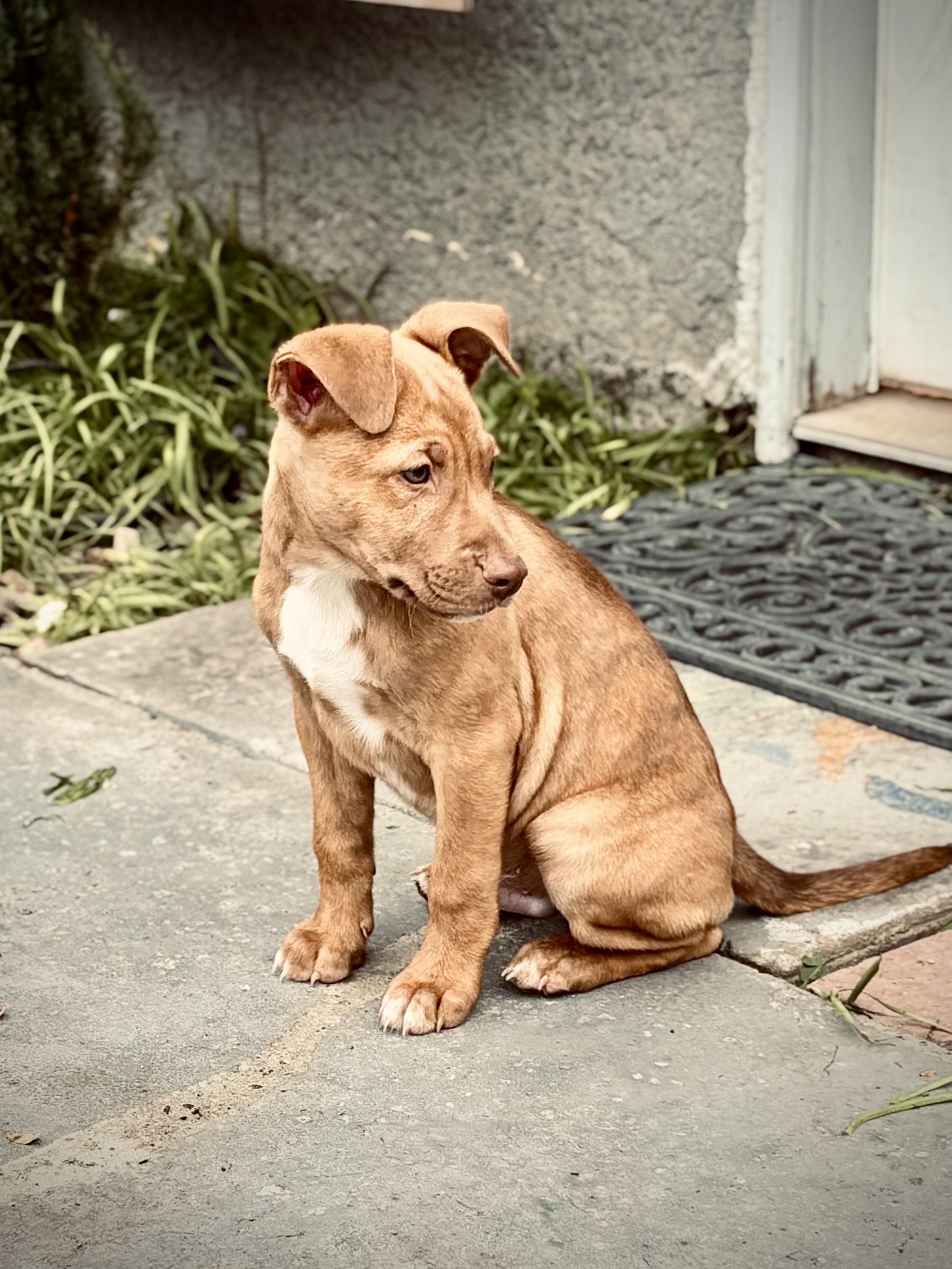 Acorn, a Adoptable mixed breed in Los Angeles, CA image 1/4