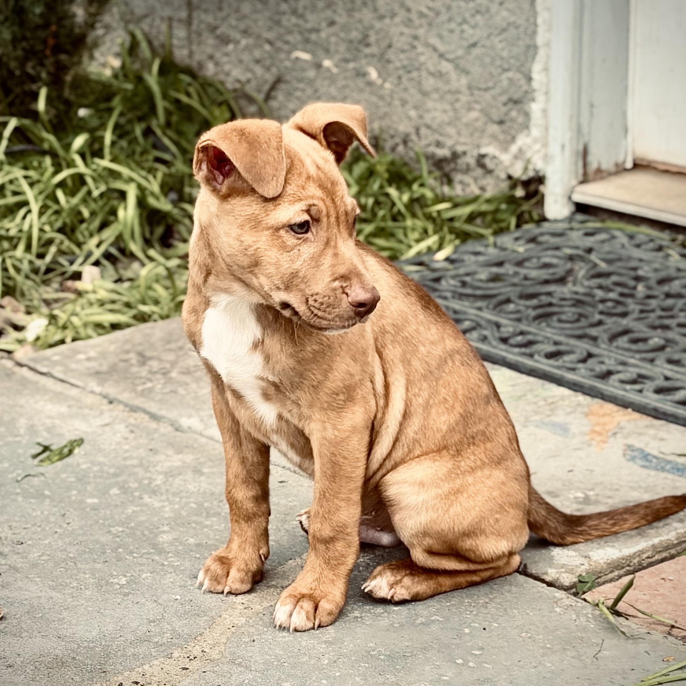 Enlarge Acorn, a Adoptable mixed breed in Los Angeles, CA image 6/6