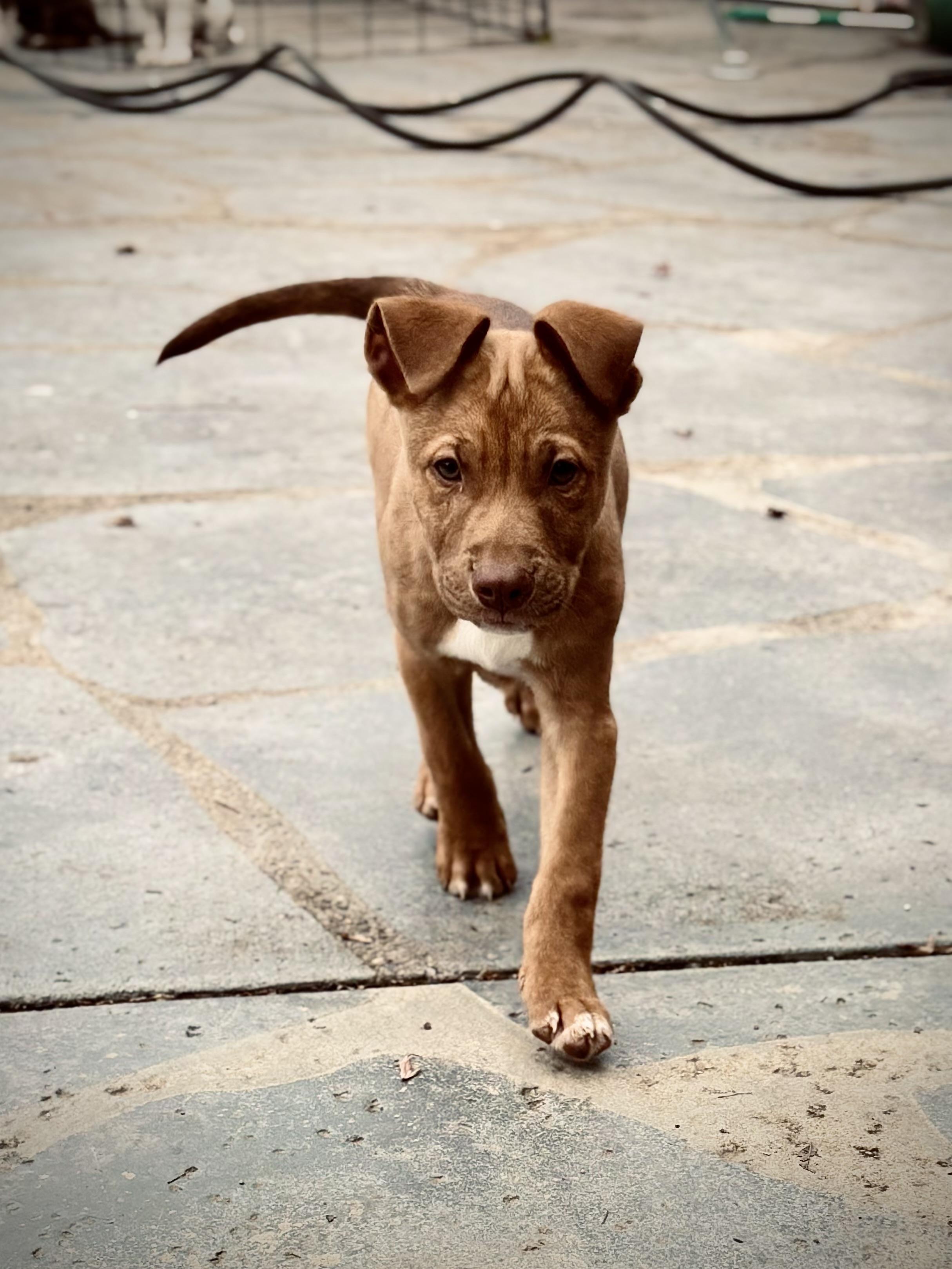 Acorn, a Adoptable mixed breed in Los Angeles, CA image 2/4