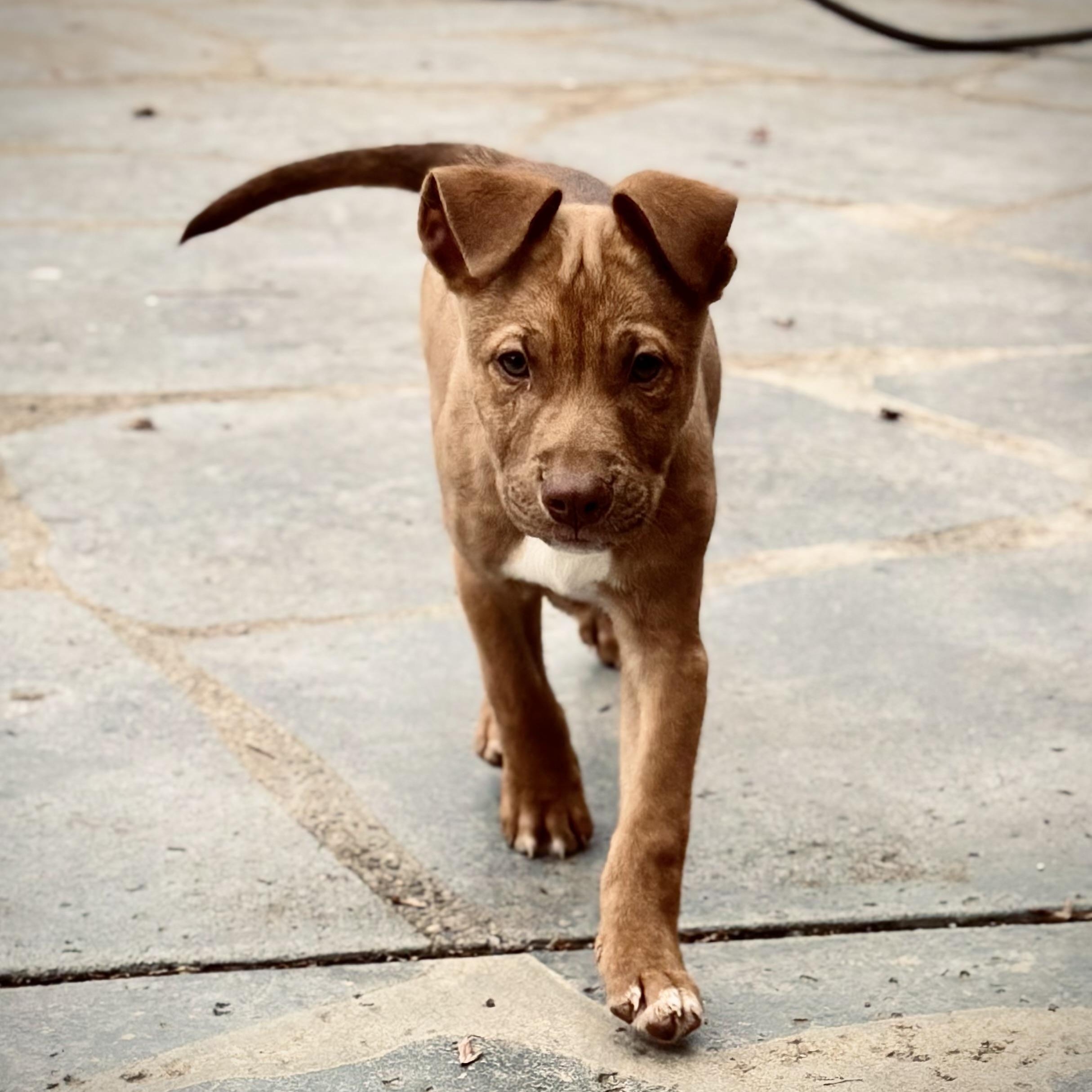 Enlarge Acorn, a Adoptable mixed breed in Los Angeles, CA image 5/6