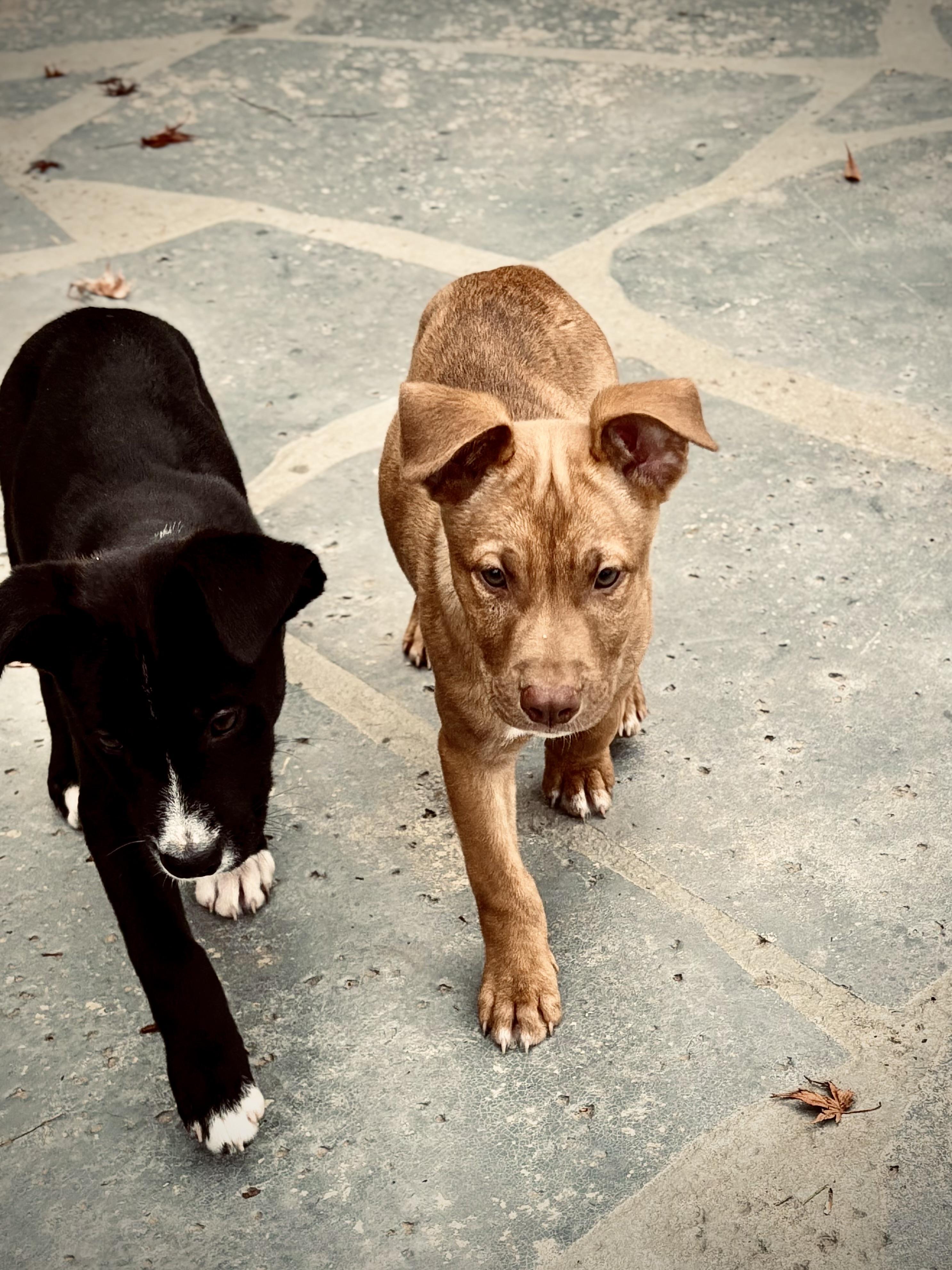 Acorn, a Adoptable mixed breed in Los Angeles, CA image 3/4