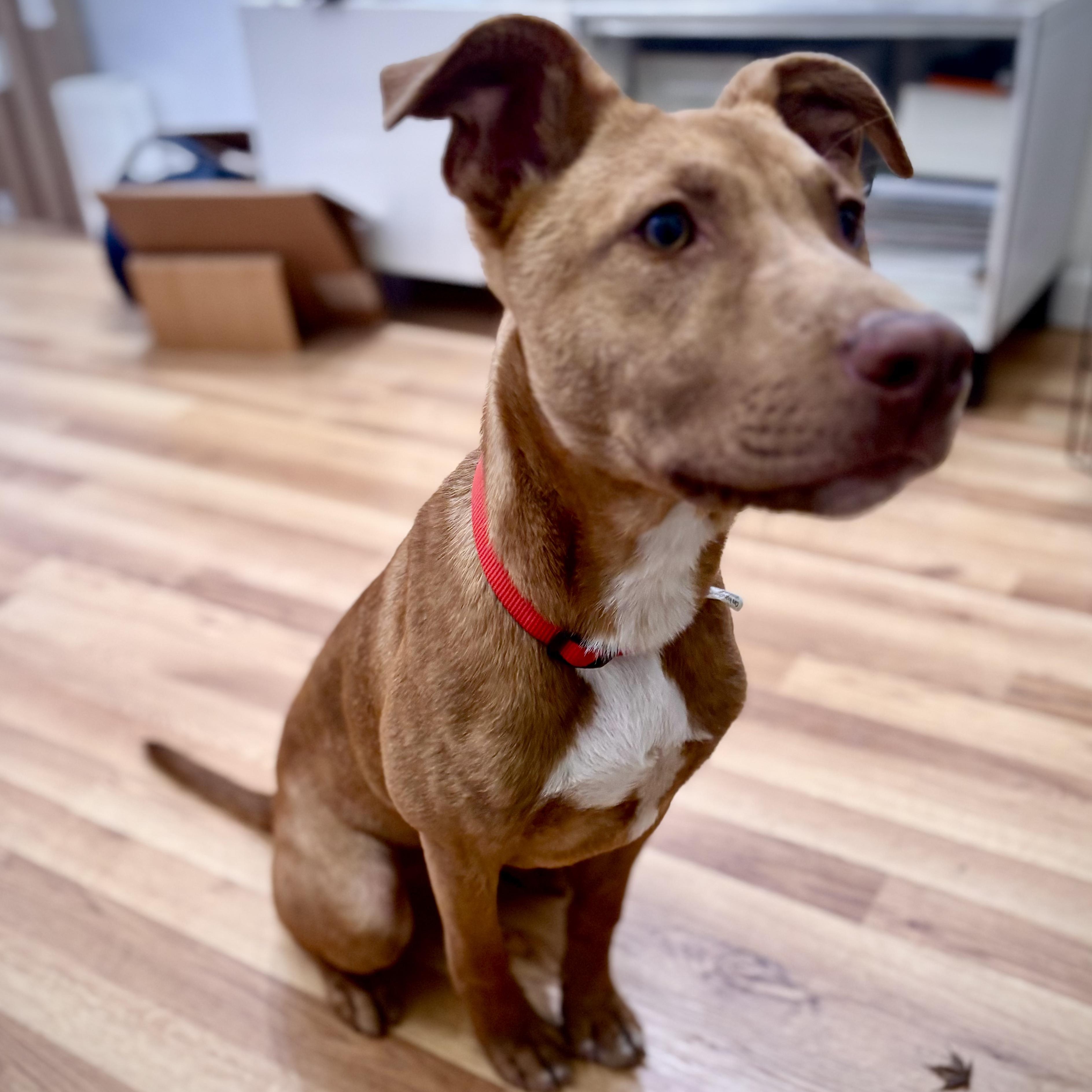 Enlarge Acorn, a Adoptable mixed breed in Los Angeles, CA image 2/6