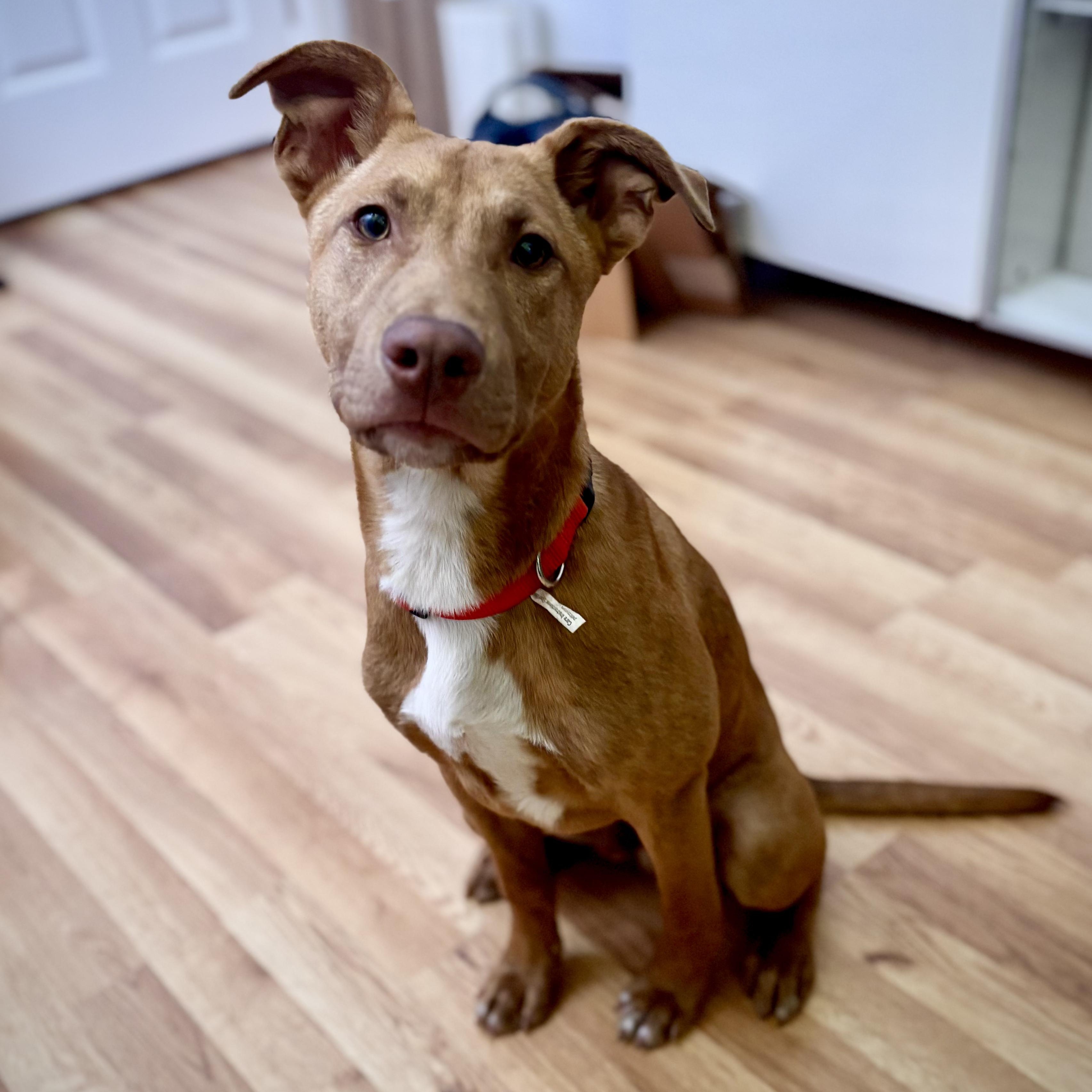Acorn, Adoptable, Puppy Male German Shepherd Dog.