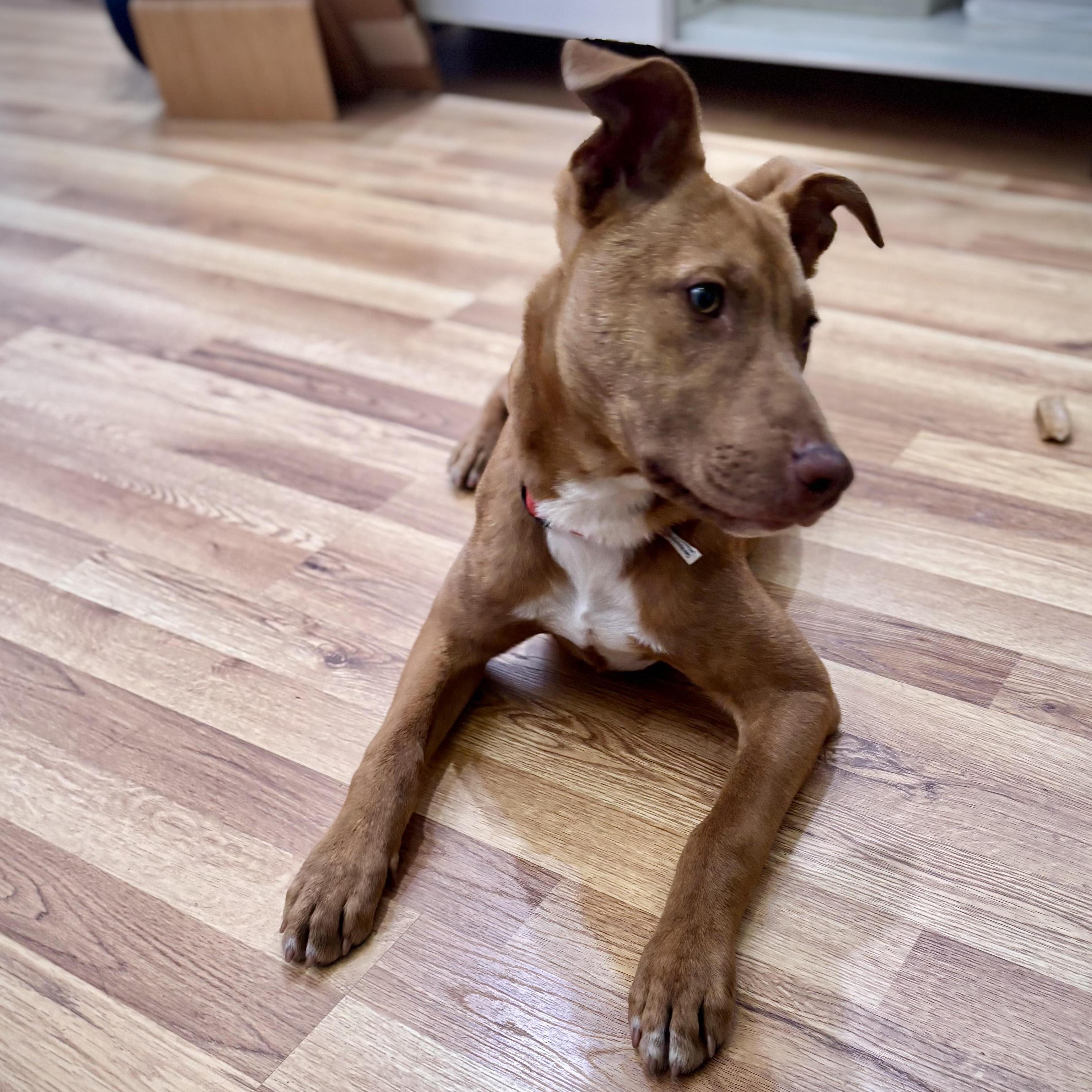 Enlarge Acorn, a Adoptable mixed breed in Los Angeles, CA image 4/6