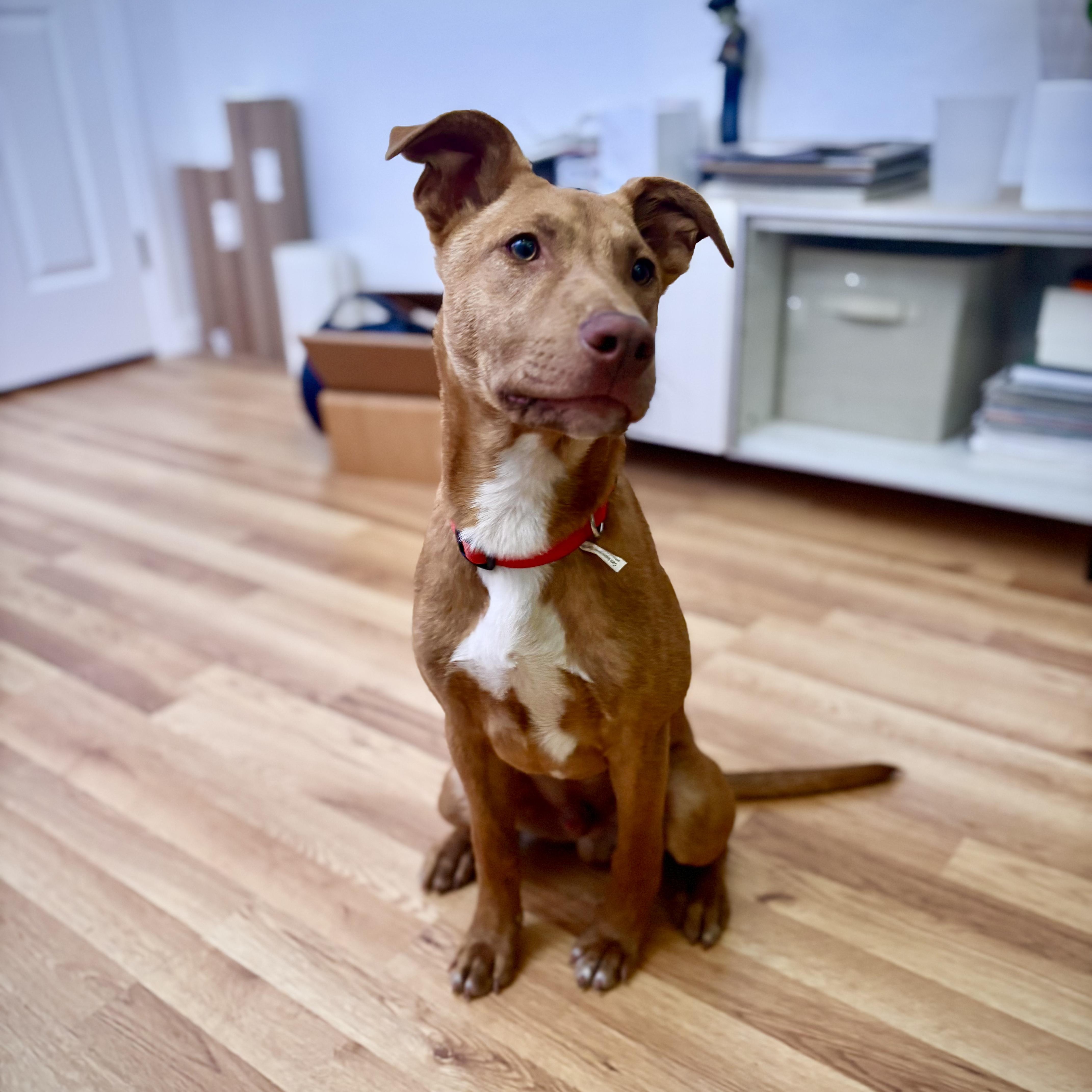 Enlarge Acorn, a Adoptable mixed breed in Los Angeles, CA image 3/6