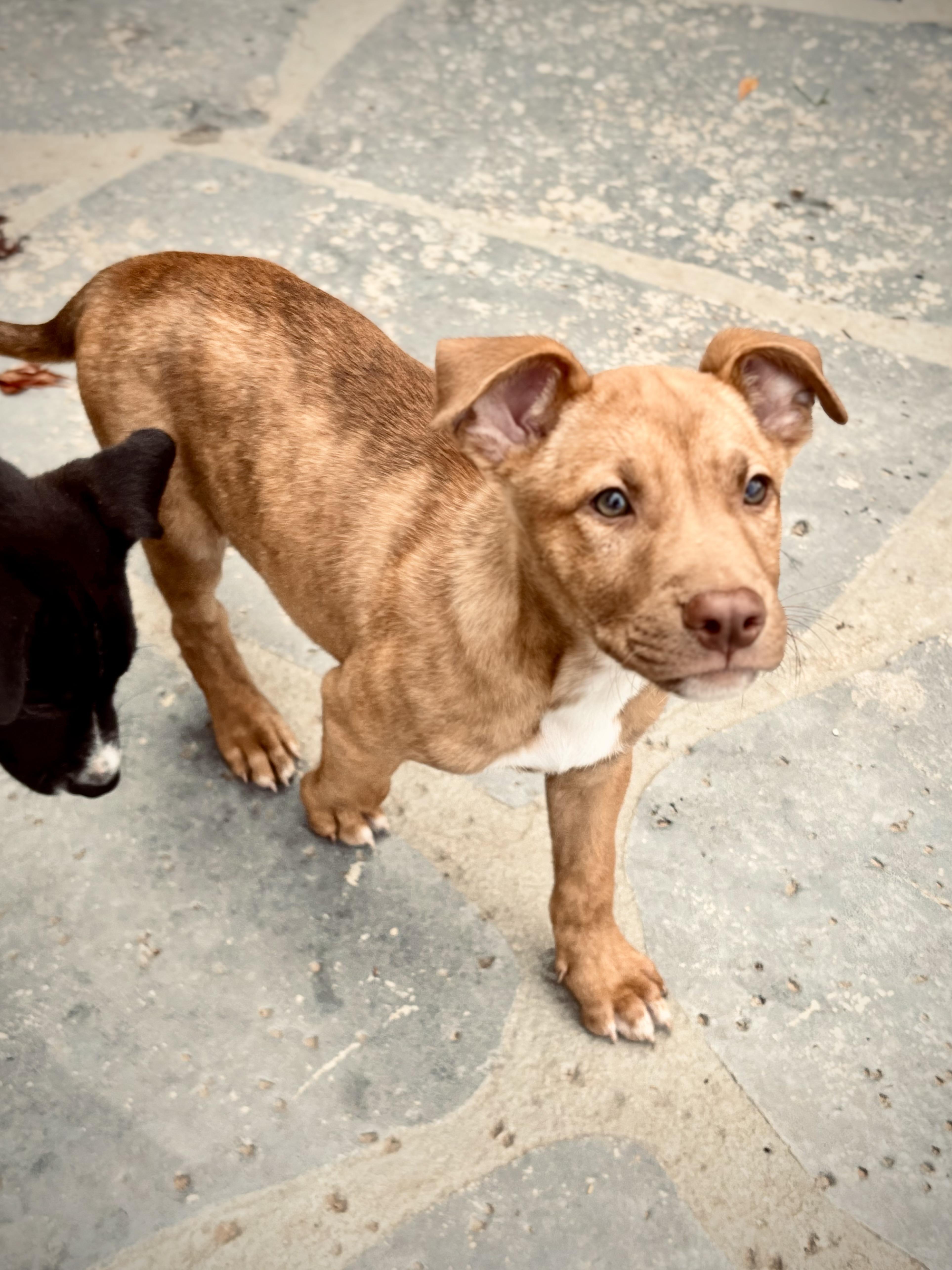 Acorn, a Adoptable mixed breed in Los Angeles, CA image 4/4