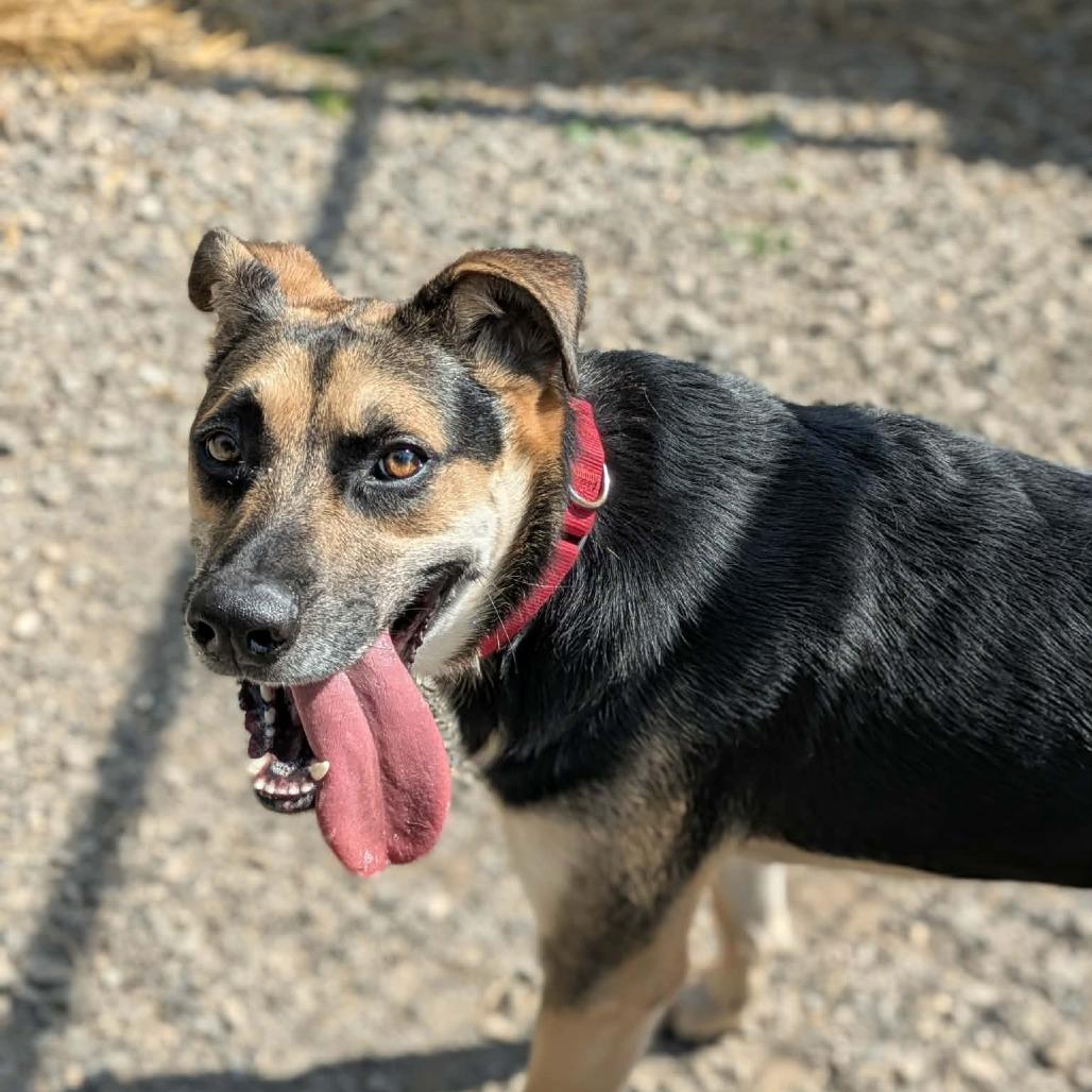 The Wizard, Adoptable, Adult Male Anatolian Shepherd.