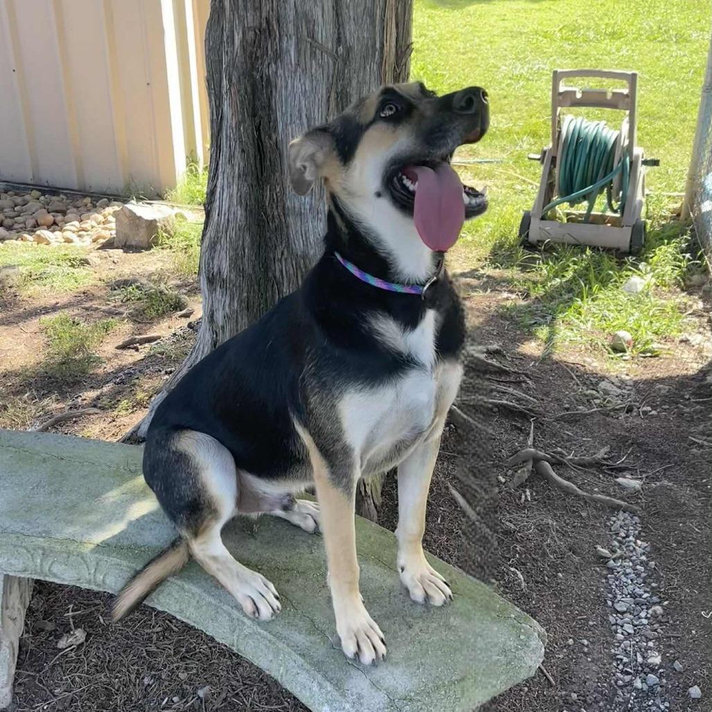 Enlarge The Wizard, a Adoptable Anatolian Shepherd in Oak Ridge, TN image 2/6