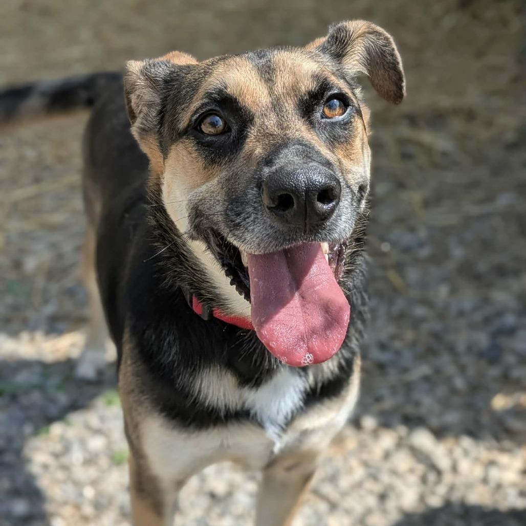 Enlarge The Wizard, a Adoptable Anatolian Shepherd in Oak Ridge, TN image 3/6