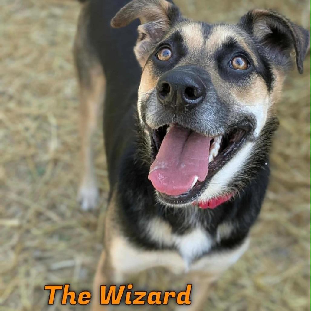 Enlarge The Wizard, a Adoptable Anatolian Shepherd in Oak Ridge, TN image 5/6