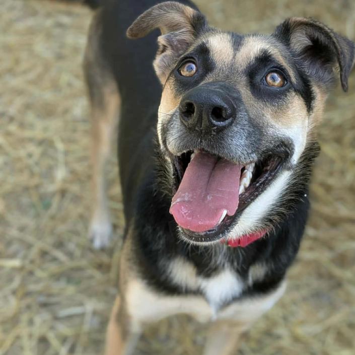 Enlarge The Wizard, a Adoptable Anatolian Shepherd in Oak Ridge, TN image 6/6